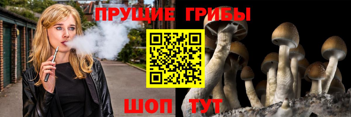 Галлюциногенные грибы Psilocybe Чита